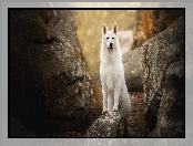 Kamienie, Pies, Biały owczarek szwajcarski