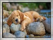 Kamienie, Szczeniak, Śpiący