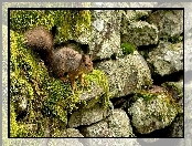 Wiewiórka, Kamienie, Mech