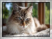 Kanapa, Kot, Ragdoll
