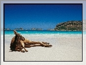 Australia, Kangur, Plaża
