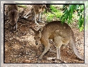 Australia, Kangury