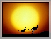 Kangury, Słońca, Dwa, Zachód