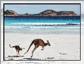 Morze, Kangury