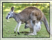 Kangury, Trawa