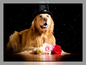 Kapelusz
, Róże, Golden retriever