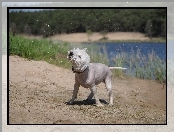 Kąpiel, Pies, West Highland White Terrier