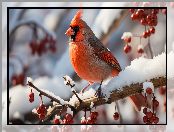 Owoce, Śnieg, Ptak, Kardynał szkarłatny, Gałązki, Czerwone