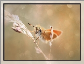 Źdźbło, Karłątek, Motyl