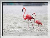 Woda, Dwa, Flamingi karmazynowe