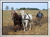 Kasztanki, Orka, Konie, Praca
