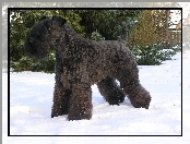 Kerry blue terrier, śnieg