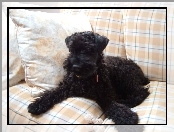 Kerry blue terrier, sofa