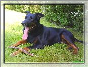 kij, Owczarek francuski Beauceron, jęzor