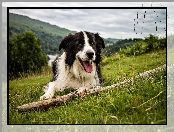 Kij, Border Collie, Łąka