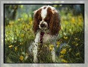 Cavalier king charles spaniel, Kwiaty, Pies, Żółte