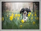 Cavalier king charles spaniel, Narcyzy żonkile, Pies, Kwiaty