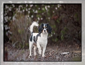 King charles spaniel, Tło, Pies, Rozmyte