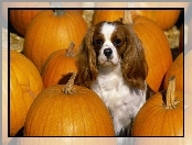 King Charles Spaniel, dynie