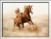 Źrebie, Galop, Klacz, Konie