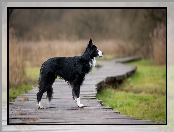 Kładka, Pies, Border collie