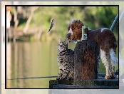 Puszka Springer spaniel angielski, Rybka, Kładka, Kot, Wędka