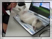 Kot, Klawiatura, Odpoczynek, Laptop