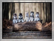 Kłoda, Szczeniaki, Siberian husky