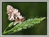 Kłos, makro, Motyl, Zboża