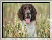 Rozmycie, Kłosy, Springer spaniel angielski, Pies, Zboże