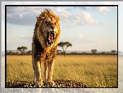 Lew, Kły, Grafika AI, Sawanna