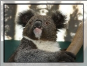 Australia, Koala