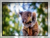 Koala, Drzewo