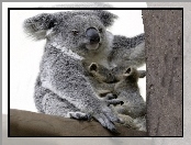 Drzewo, Koala, Młode