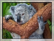 Koala, Drzewo