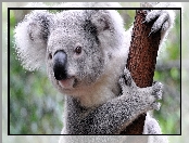 Koala, Konar