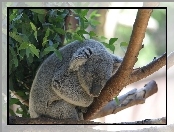 Liście, Koala, Gałąź