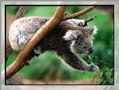 Koala, Eukaliptus, Miś, Pożywienie