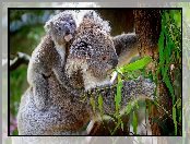 Koala, Liście, Misie, Drzewo