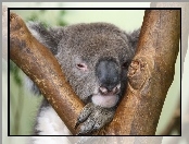 Sen, Koala