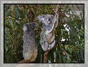 Eukaliptus, Koale, Drzewo