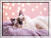 Kot, Ragdoll, Grafika, Koc