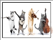 Instrumenty, Kocia, Orkiestra