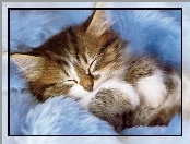 Kociak, Futerko, Śpiący, Niebieskie