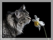 Kwiatek, Kot