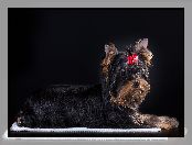 Kokardka, Pies, Yorkshire terrier