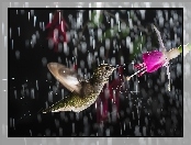 Deszcz, Koliber, Kwiat
