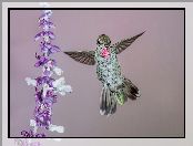 Koliber, Kwiat, Ptak, Fioletowo-biały