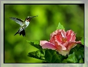 Hibiskus, Koliber, Kwiat