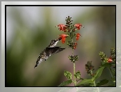 Koliber, Kwiat